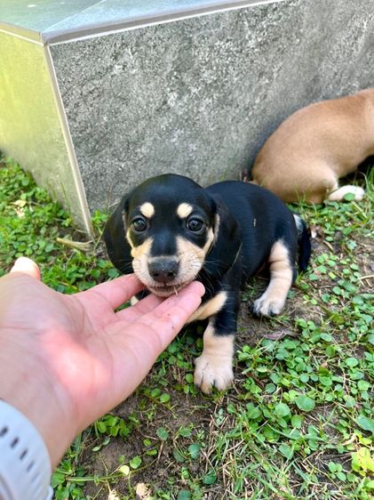 ดัชชุนมินิ รูปที่ 3