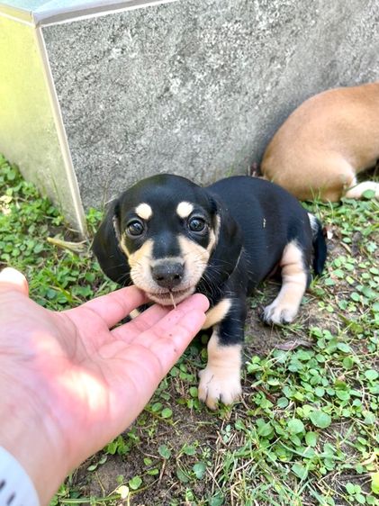 ดัชชุนมินิ รูปที่ 2