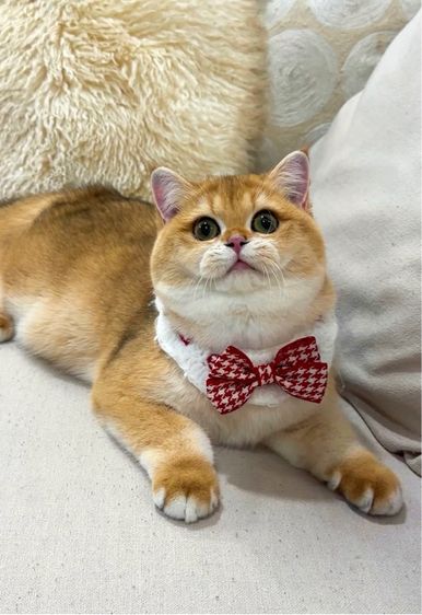 British shorthair  รูปที่ 2