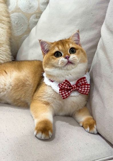 British shorthair  รูปที่ 3