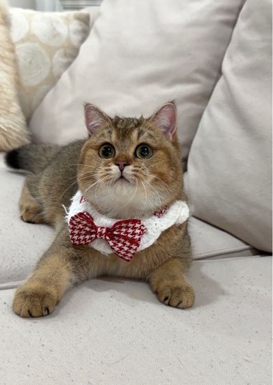 British shorthair 