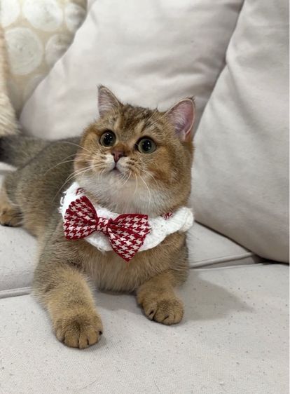 British shorthair  รูปที่ 2