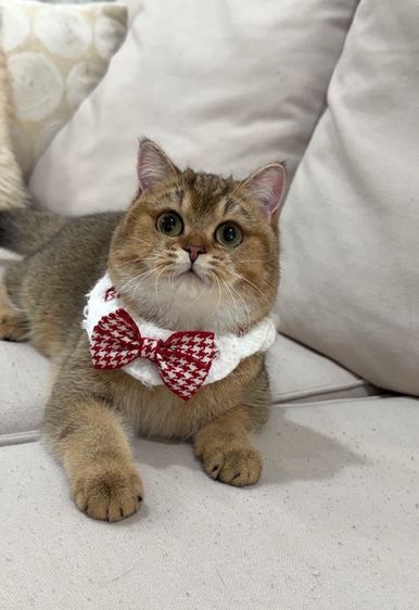 British shorthair  รูปที่ 3