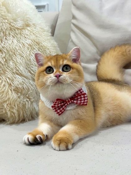 British shorthair  รูปที่ 3