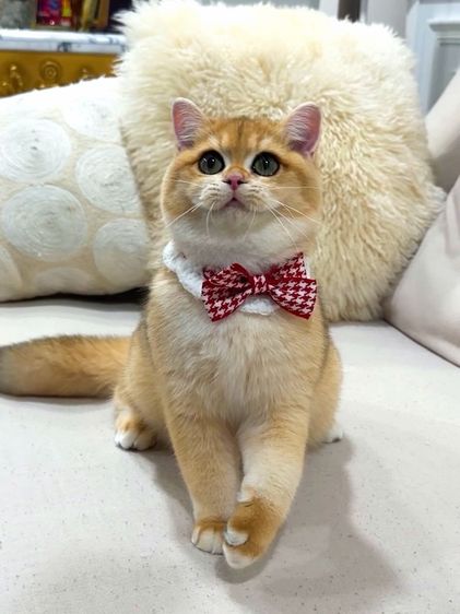 British shorthair  รูปที่ 2