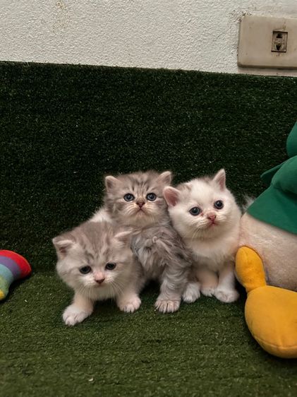 หนุ่มน้อย Scottish fold พร้อมย้ายกลางมกรา 69