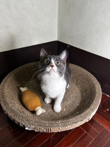 Scottish fold ลดประชากร รูปที่ 8