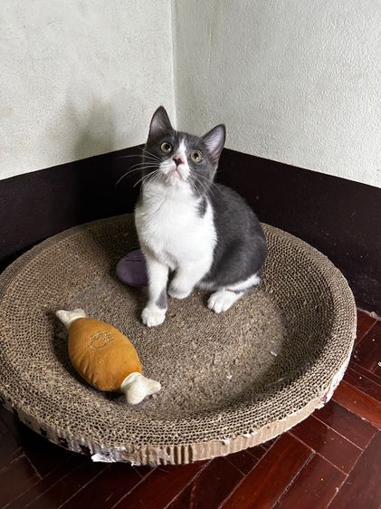 Scottish fold ลดประชากร รูปที่ 5