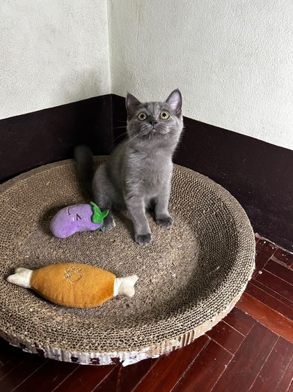 Scottish fold ลดประชากร รูปที่ 4