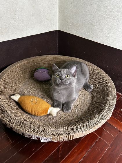 Scottish fold ลดประชากร รูปที่ 2