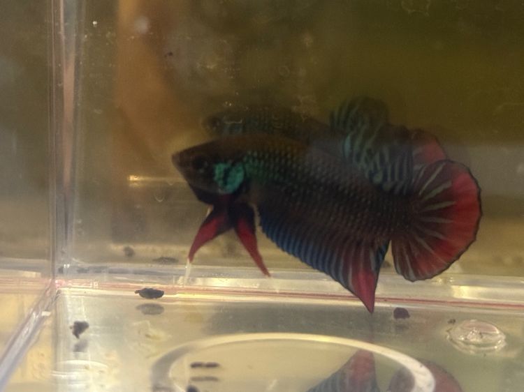 ปลากัด รูปที่ 4