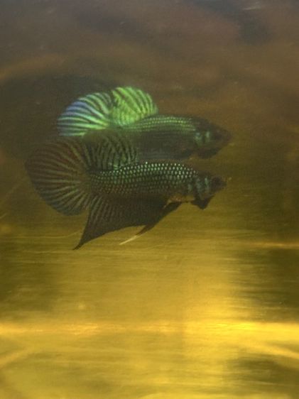 ปลากัด รูปที่ 2