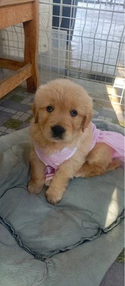 โกลเด้นรีทรีฟเวอร์ (Golden Retriever) ใหญ่ น้องเด้น over size