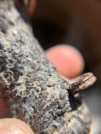 ตะกรุดสามห่วง รักแดงมันมัน ไม่ทราบที่(มีสินค้าหลายรายการกดเข้ามาดูในโปรไฟล์ได้เลยครับ) รูปที่ 12