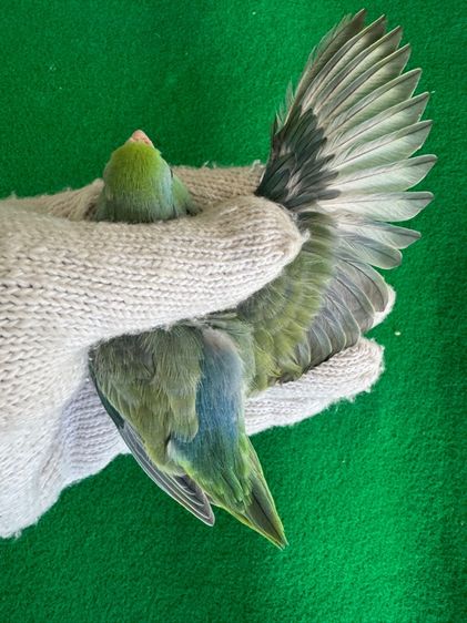 นกแก้วฟอพัส รูปที่ 4