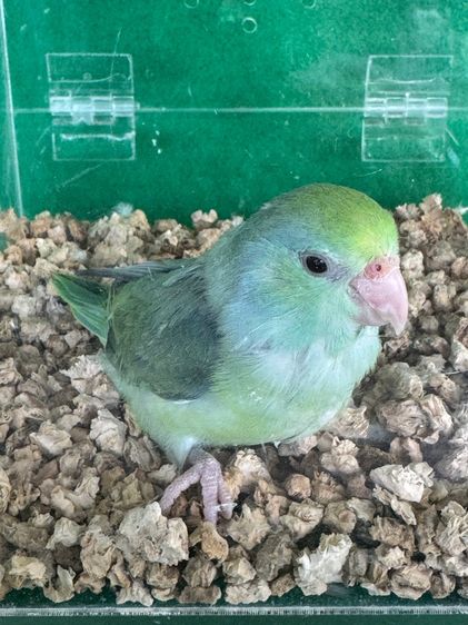 นกแก้วฟอพัส