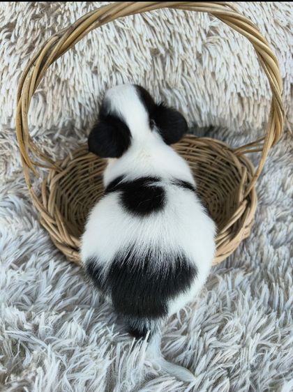 ชิวาวาขนสั้น  รูปที่ 4