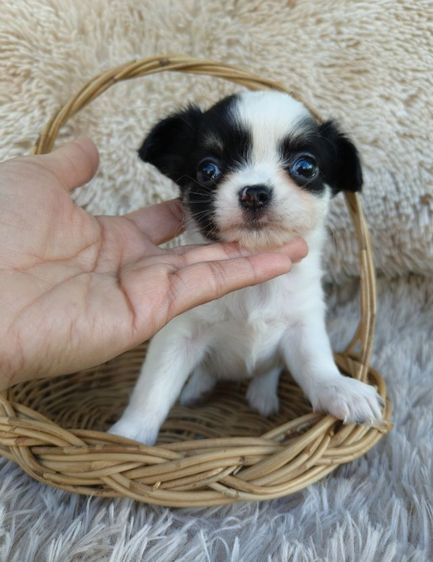 ชิวาวาขนสั้น  รูปที่ 3