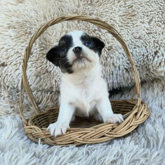 ชิวาวา (Chihuahua) เล็ก ชิวาวาขนสั้น 