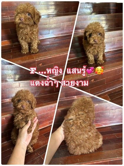 จัดโปรของขวัญ  นาทีทอง พุดเดิ้ลทอย ไทนี่ เกรดพรีเมียมราคานาทีทอง poodle toy tiny 