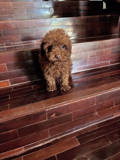 จัดโปรของขวัญ  นาทีทอง พุดเดิ้ลทอย ไทนี่ เกรดพรีเมียมราคานาทีทอง poodle toy tiny  รูปที่ 2