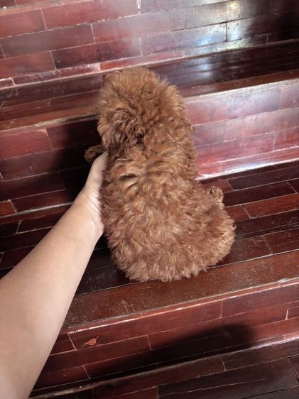 จัดโปรของขวัญ  นาทีทอง พุดเดิ้ลทอย ไทนี่ เกรดพรีเมียมราคานาทีทอง poodle toy tiny  รูปที่ 3