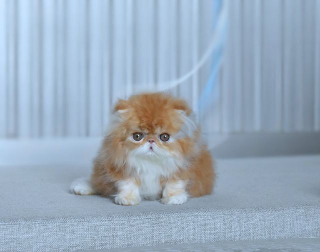 ขายแมวเปอร์เซียแท้หน้าบี้ หญิง รูปที่ 5