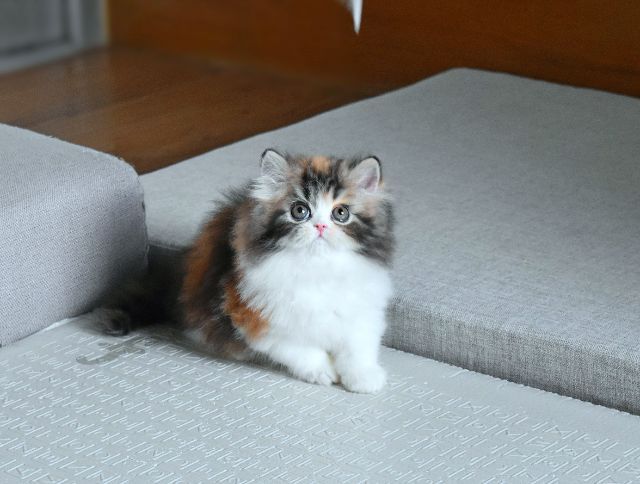 ขายแมวเปอร์เซียแท้หน้าบี้ หญิง รูปที่ 4