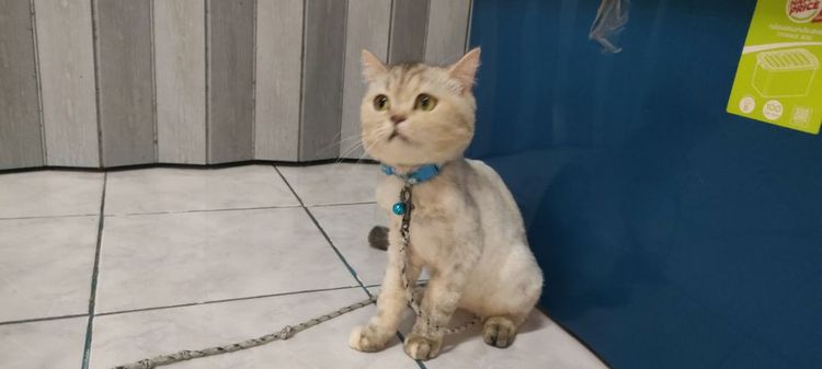 แมว รูปที่ 2