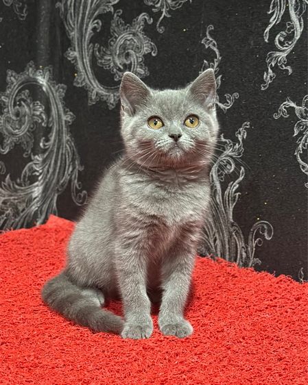 บริติช ชอร์ตแฮร์ (British Shorthair) ลูกแมว บริติช ช็อตแฮร์ สีบลู ดญ. 3เดือน พร้อมย้าย