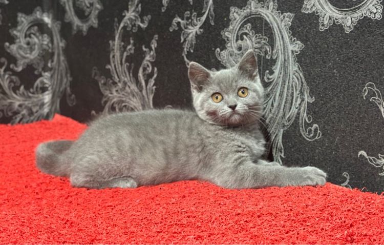 ลูกแมว บริติช ช็อตแฮร์ สีบลู ดญ. 3เดือน พร้อมย้าย รูปที่ 3