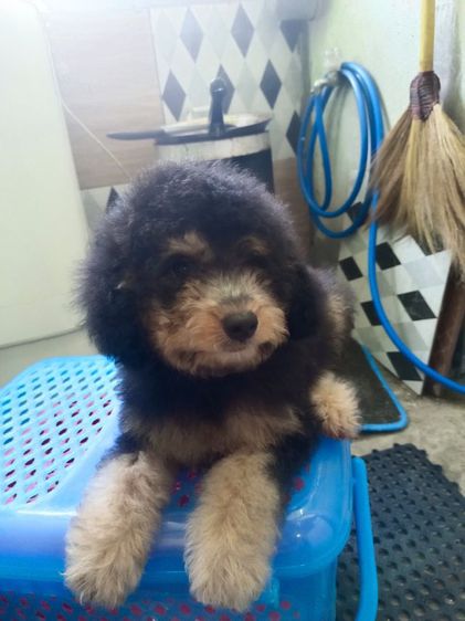 พุดเดิ้ล รูปที่ 2