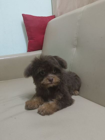พุดเดิ้ล รูปที่ 5