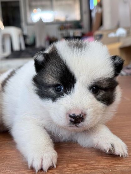 บางแก้วแท้ฟอร์มสวย รูปที่ 6