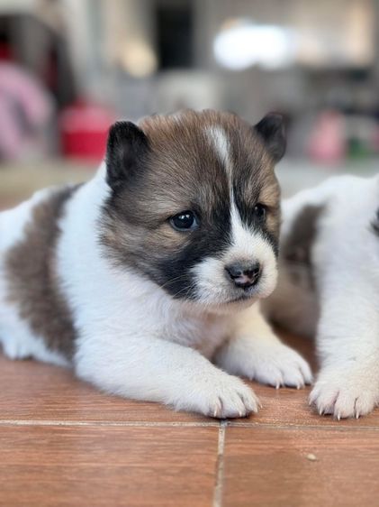 บางแก้ว (Thai Bangkaew Dog) กลาง บางแก้วแท้ฟอร์มสวย