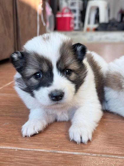 บางแก้วแท้ฟอร์มสวย รูปที่ 3