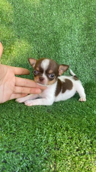 ชิวาวา รูปที่ 2