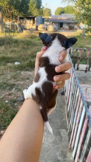 ชิวาวา รูปที่ 4