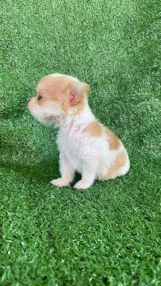 ชิวาวา รูปที่ 3