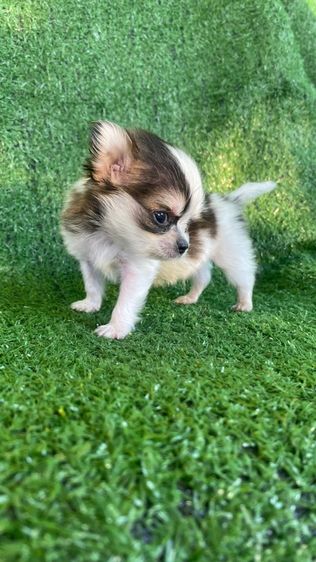 ชิวาวา รูปที่ 4