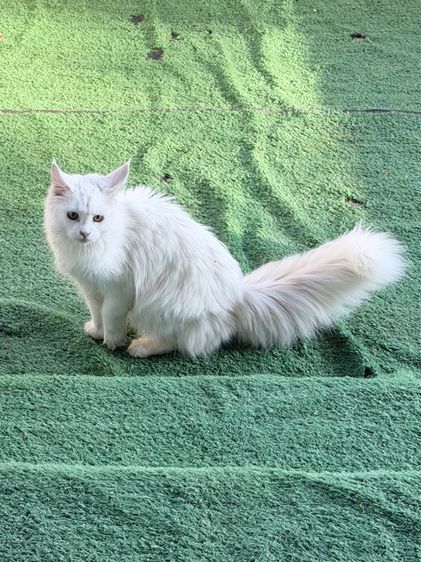 แมวเมนคูนแท้ รูปที่ 2