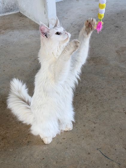 แมวเมนคูนแท้ รูปที่ 6