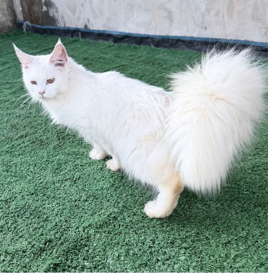 แมวเมนคูนแท้