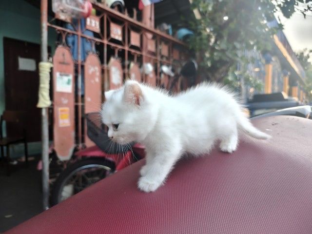 Kittima Taweeprayoon  รูปที่ 2