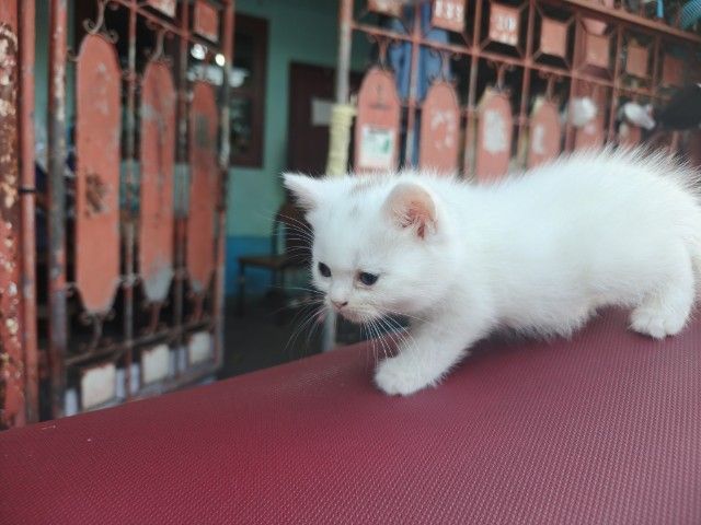 สก็อตติช โฟลด์ (Scottish Fold) Kittima Taweeprayoon 