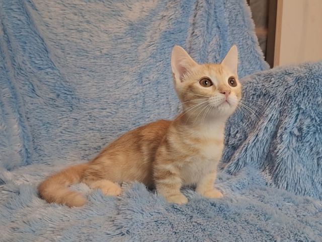 เด็กๆขาสั้น9000 รูปที่ 3