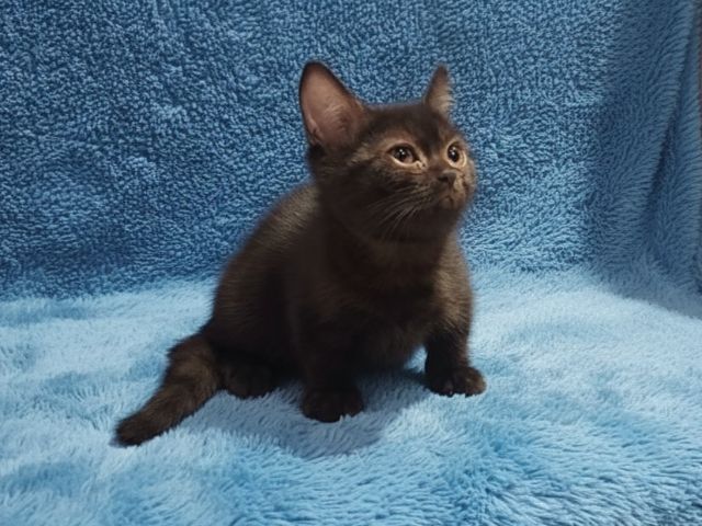 เด็กๆขาสั้น9000 รูปที่ 9