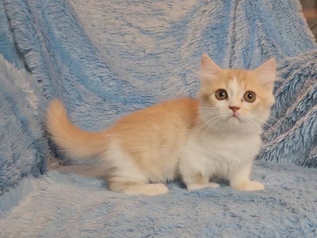 เด็กๆขาสั้น9000 รูปที่ 2