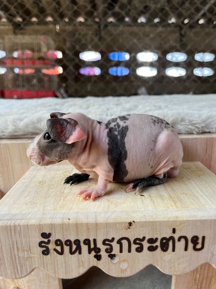 หนูฮิปโปแคระ เพศผู้ น่ารักๆ 