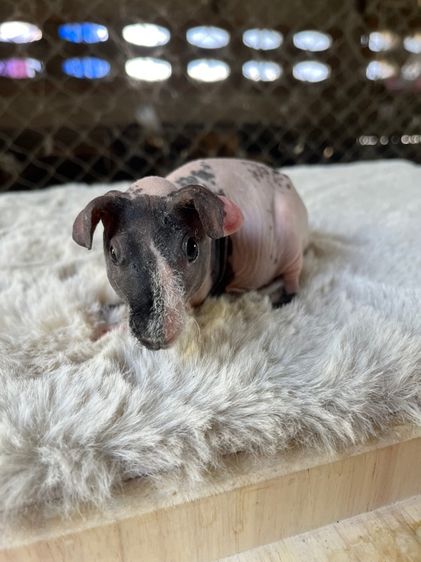 หนูฮิปโปแคระ เพศผู้ น่ารักๆ  รูปที่ 4